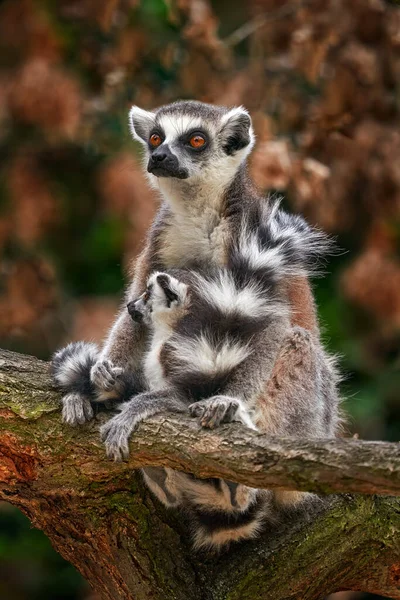 Cara Lémur Retrato Cerca Del Mono Madagascar Lemur Cola Anillada — Foto de Stock