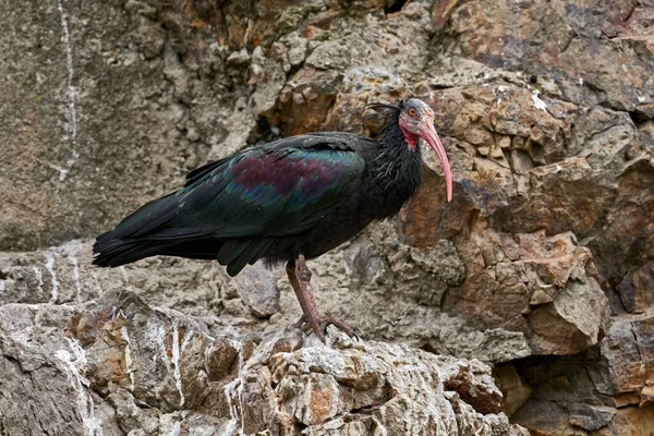 Ibis Del Norte Sentado Rama Montaña Rocosa Fondo Bald Ibis —  Fotos de Stock