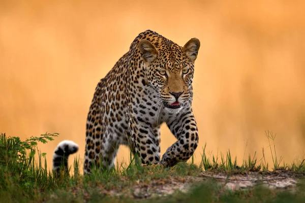 ヒョウ パンテラ パルダス ショートディゲイ 自然生息地 自然の生息地での大きな野生の猫 サバンナでの晴れた日 オカバンゴ デルタ ボツワナ — ストック写真