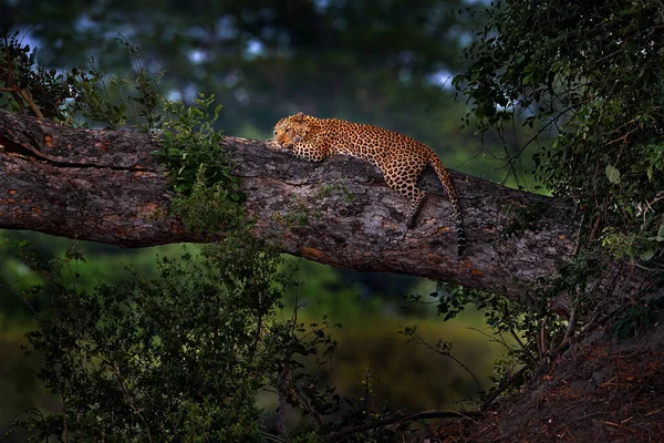 Léopard Sur Arbre Panthera Pardus Shortidgei Habitat Naturel Grand Chat — Photo