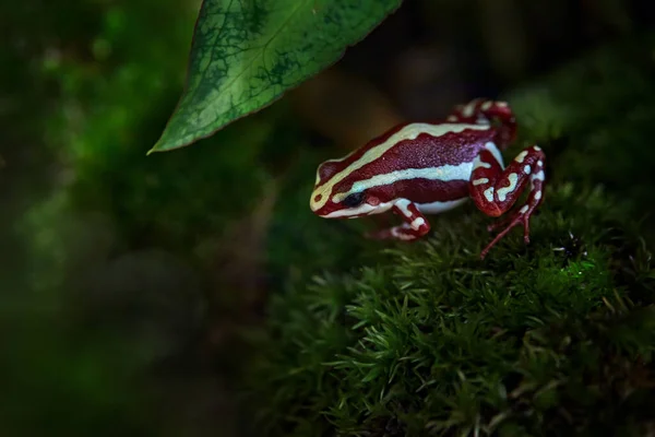 Epidobatlar Anthonyi Santa Isabel Hayali Zehirli Kurbağası Doğa Ormanı Habitatı — Stok fotoğraf
