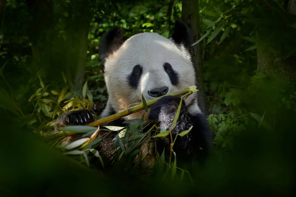 熊猫在自然界的栖息地有它的行为 大熊猫的肖像 黑头大熊猫 以绿色植被中的竹树为食 树间可爱动物的详细画像 — 图库照片