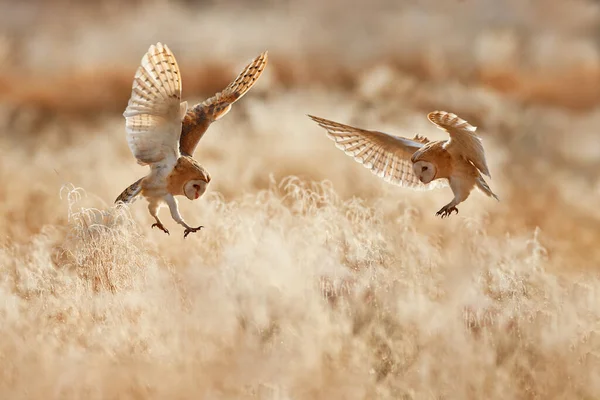 Morning Wildlife Owl United Kingdom Полює Сову Барна Дику Пташку — стокове фото