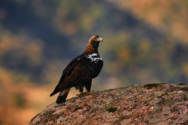 Aquila Adalberti Iberian Imperial Eagle Rare Bird Prey Rock Habitat — Fotografia de Stock