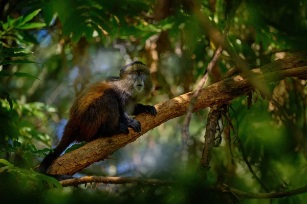 Macaco Dourado Cercopithecus Kandti Golden Mgahinga Gorilla National Park Uganda — Fotografia de Stock