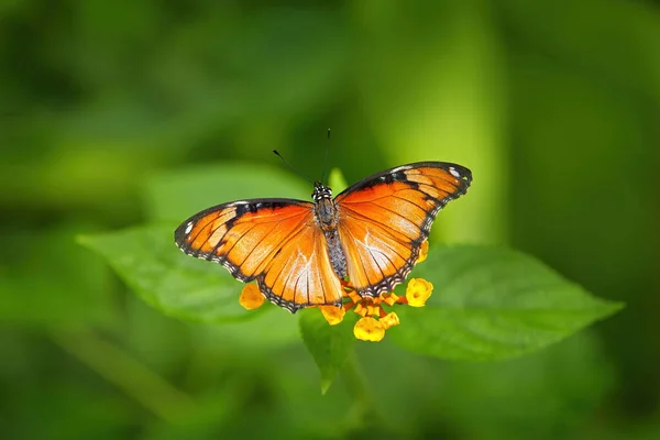 兵士または熱帯の女王であるダナウス エレシムス Danaus Eresimus 北アメリカ カリブ海 南アメリカのチョウ科の蝶である 三角形の植生の美しいオレンジ色の昆虫 — ストック写真