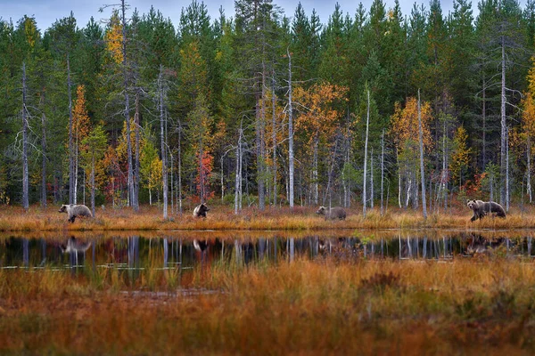 Bruine Berenmoeder Met Drie Welpen Najaarsdieren Finland Bruine Beren Natuur — Stockfoto