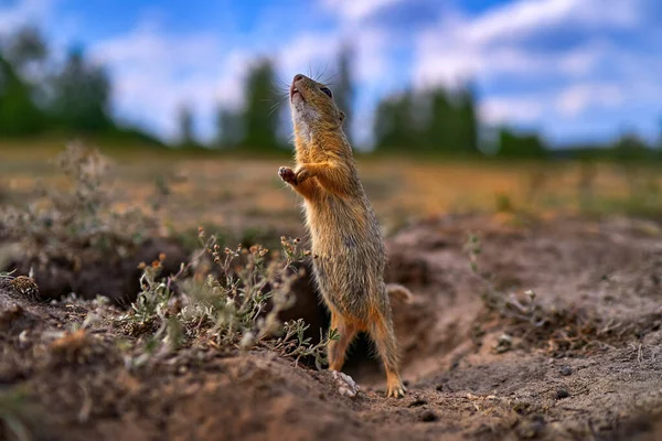 Ground Squirrel Spermophilus Citellus Yaz Boyunca Yeşil Çimlerde Oturuyor Geniş — Stok fotoğraf