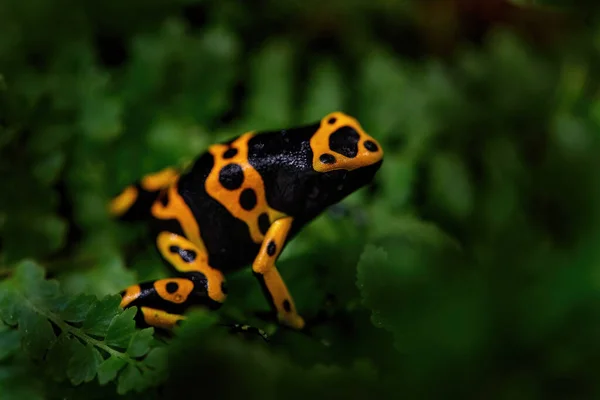 原生林の生息地では 黄色の帯毒ダーツカエル Leucomelasを奪う 南米ベネズエラの小さな黒いオレンジ色のカエル 熱帯の野生動物 — ストック写真