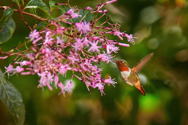 香喷喷的蜂鸟 斑潜鸟 自然界中的小鸟栖息地 来自哥斯达黎加的最小的鸟儿 在美丽的花朵旁边飞翔 热带森林 开着花的蜂鸟 — 图库照片
