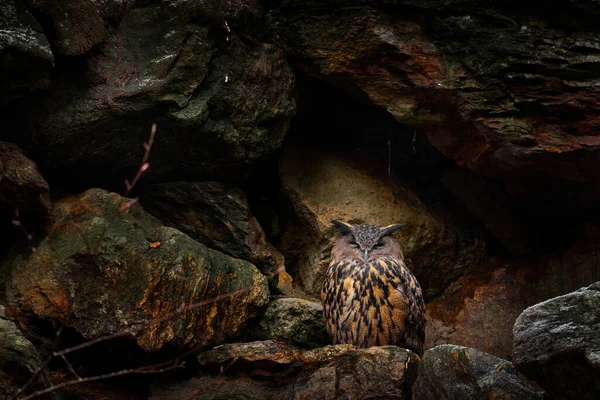 Owl nest on the rock ledge. Wildlife scene from wild nature. Big Eurasian Eagle Owl, Bubo bubo, Stone forest with owl. Owl neseting behaviour. Rock bird nest. Germany - nature wildlife. Bird in forest.