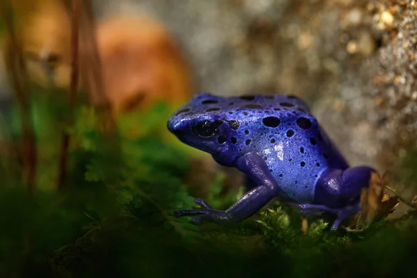 Dendrobates tinctorius 'True Sipaliwini', Dyeing Poison Dart Frog, blue frog in tropical nature. Wildlife scene from French Guiana. Venomous toxic amphibian on green moss. Exotic animal in the jungle.