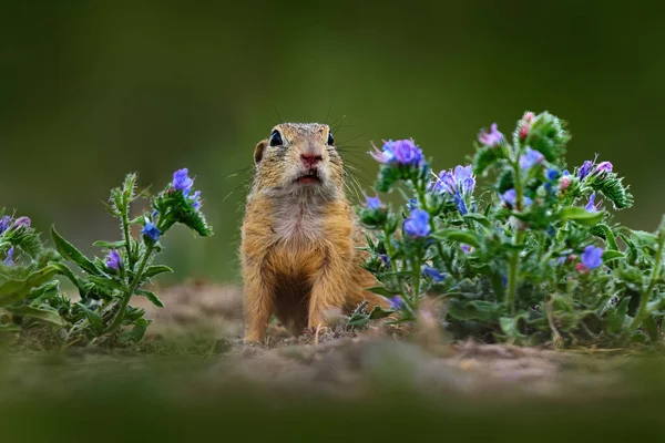 松鼠栖息在沙绿色的草地上 开着蓝色的花 细细地描绘了捷克共和国的动物形象 野生生物性质 — 图库照片