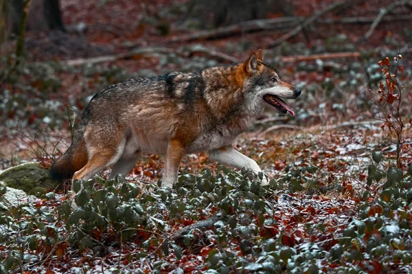 Wolf in snowy rock mountain, Europe. Winter wildlife scene from nature. Gray wolf, Canis lupus with rock in the background. Cold snow season in nature, Poland wildlife.