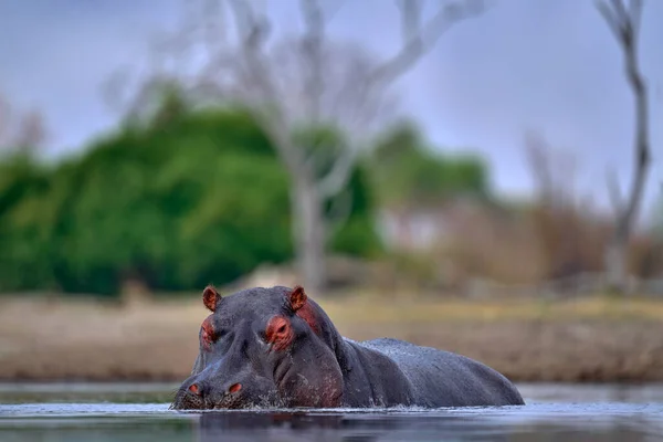 ボツワナの野生動物 口の中で口を開けて口を開くとヒッポ 水の中に危険な動物 カバ頭の詳細な肖像画 カバ両生類のアカペンシス 夜の太陽と 自然の中で動物 — ストック写真