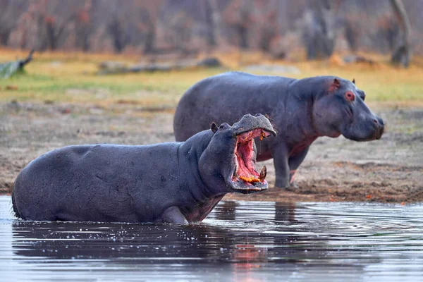 Дикая Природа Ботсваны Бегемот Открытым Ртом Намордник Намордником Опасное Животное — стоковое фото