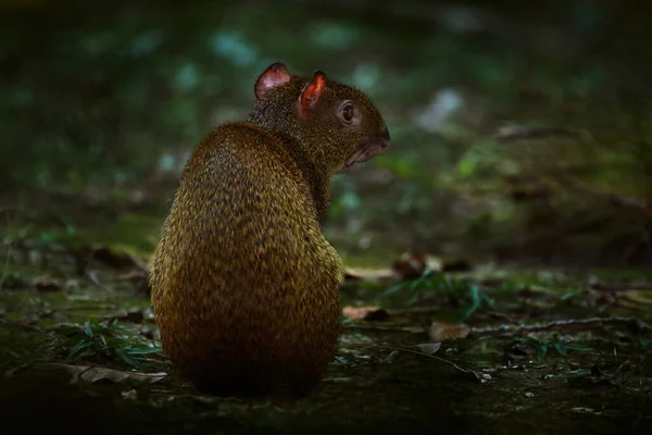 野生生物哥斯达黎加 热带森林里的阿古提自然界中的动物栖息地 绿色丛林 绿色植被中的大野生老鼠 来自哥斯达黎加的动物 森林中的哺乳动物 野生动物 — 图库照片