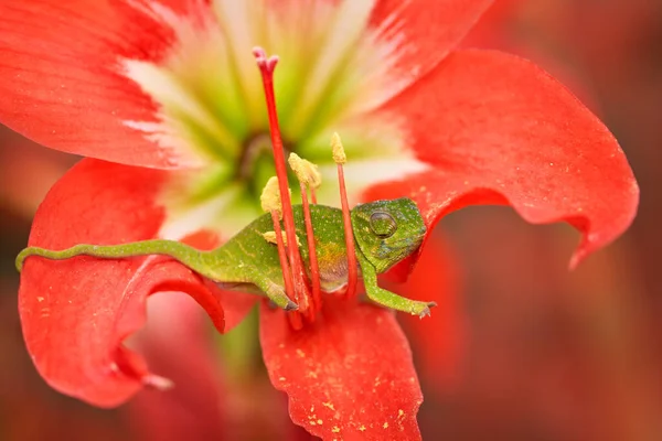 Chameleon Red Flower Bloom Wills Chameleon Furcifer Willsii Habitat Andasibe — Stock Photo, Image
