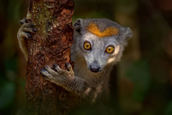 王冠をかぶったキツネザル オイレンムコロナトゥス アカニン マダガスカル 島の固有種を通知します 木の幹の森と猿の詳細クローズアップ肖像画 野生動物 マダガスカル LemurとともにDolden Diadem — ストック写真