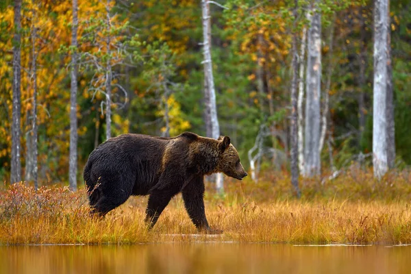 熊藏在橘红色的森林里 秋树与熊 美丽的棕熊走在湖边 秋天的颜色 危险的动物在木材 来自芬兰的野生动物自然 — 图库照片