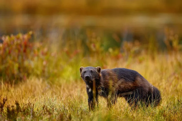 金黄色的野草里 狼獾在奔跑 芬兰生境中的动物行为 芬兰针叶林的狼 大自然的野生动物场景 很少有动物从北欧跑来 狼獾的日落 — 图库照片