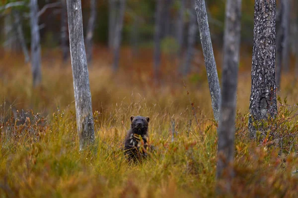 Wolverine Sonbaharda Altın Çimlerde Koşuyor Habitatta Hayvan Davranışları Finlandiya Fin — Stok fotoğraf