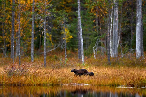 Wolverine Running Autumn Golden Grass Animal Behaviour Habitat Finland Wolverine — Stock Photo, Image