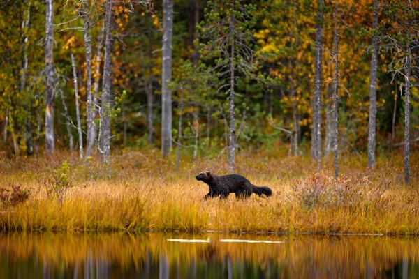 金黄色的野草里 狼獾在奔跑 芬兰生境中的动物行为 芬兰针叶林的狼 大自然的野生动物场景 很少有动物从北欧跑来 狼獾的日落 — 图库照片