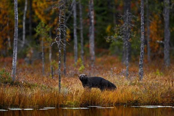 Росомаха Бежит Осенней Золотой Траве Поведение Животных Среде Обитания Финляндия — стоковое фото