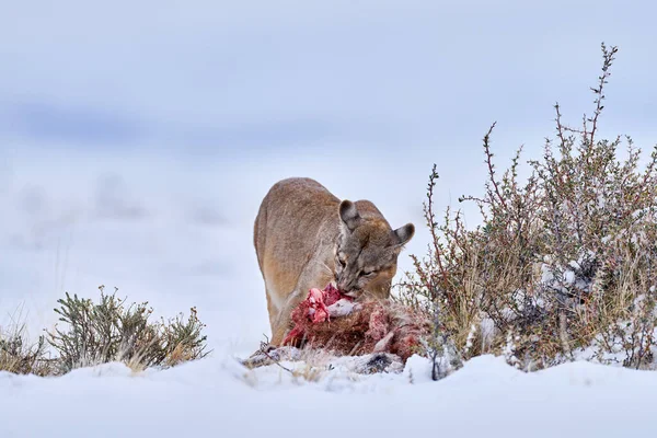 Puma Τρώει Κουφάρι Guancao Σκελετός Στο Στόμα Φίμωτρο Γλώσσα Άγρια — Φωτογραφία Αρχείου