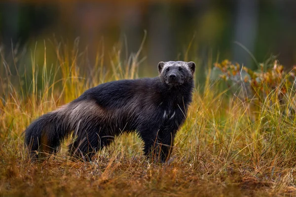 Wolverine Läuft Herbstlichen Goldenen Gras Tierverhalten Lebensraum Finnland Vielfraß Der — Stockfoto