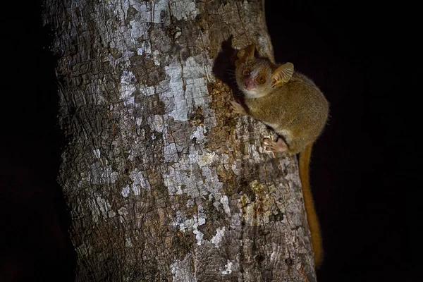ツリー上の夜のキツネザル 暗い黒い森 灰色のネズミのキツネザル マイクロバスのネズミ キリンディの森 マダガスカルの固有種の動物 木の幹を持つ灰色のマウスのキツネザル 大きな目を持つ小さな哺乳動物 — ストック写真