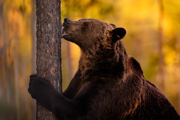 Αρκούδα Λεπτομέρεια Πορτρέτο Γλώσσα Γλείψιμο Τρώνε Γλυκό Φλοιό Δέντρων Φθινοπωρινά — Φωτογραφία Αρχείου