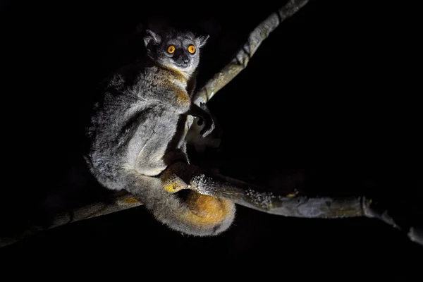 红尾孢子囊腔 迷迭香 夜猴在基林迪森林 特有的动物 孢子腔 有树干 小哺乳动物 有大的黄色眼睛 马达加斯加之夜 — 图库照片