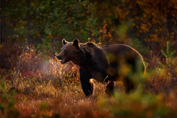 熊藏在黄色的森林里 秋天的树 人脸肖像 美丽的棕熊在湖面上漫步 秋天的色彩 罗马尼亚野生动物 — 图库照片