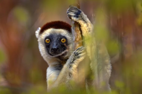 Πορτραίτο Λεμονιού Στο Δάσος Wildlife Μαδαγασκάρη Verreauxs Sifaka Propithecus Verreauxi — Φωτογραφία Αρχείου