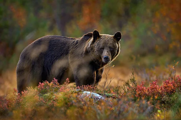 Medvěd Ukrytý Žlutém Lese Podzimní Stromy Medvědem Krásný Hnědý Medvěd — Stock fotografie