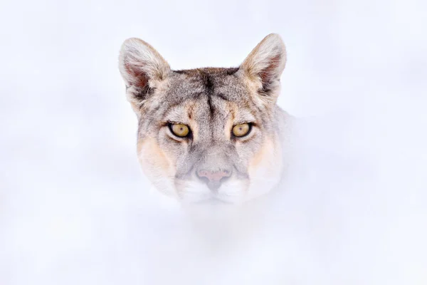 토레스델 자연의 서식지 야생의 고양이 푸마의 착색제 돌멩이로 동물의 숨겨진 — 스톡 사진