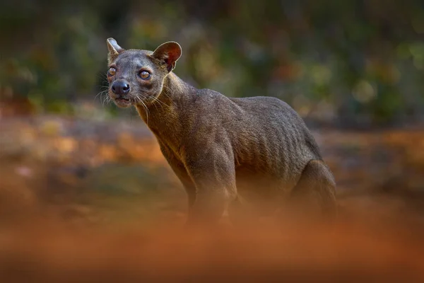 Fosa Cryptoprocta Ferox Kirindy Forest Madagascar Beast Prey Predator Endemic — Stock Photo, Image