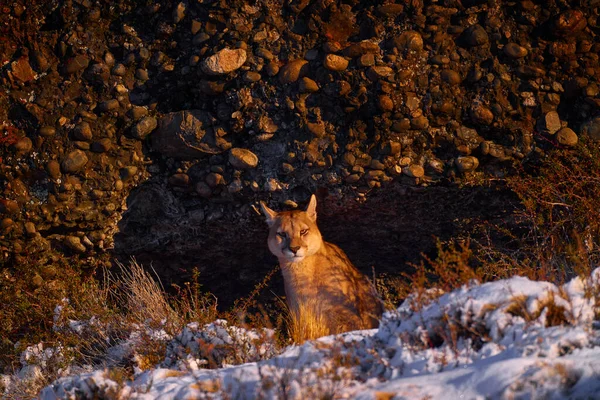 美洲狮 有雪的大自然冬季栖息地 智利托雷斯 德尔潘恩 野猫美洲狮 美洲狮变色 用石头隐藏的危险动物肖像 大自然的野生动物场景 — 图库照片