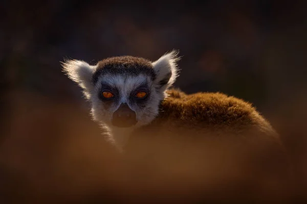 Madagaskar Vilda Djur Apa Ringsvansad Lemur Lemur Catta Med Grön — Stockfoto