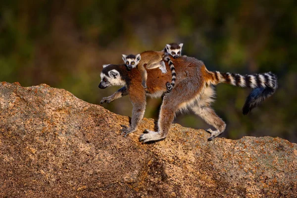 Άγρια Φύση Μαδαγασκάρη Μαϊμού Δύο Νέα Λέμουρ Λέμουρ Κάτα Μικρό — Φωτογραφία Αρχείου