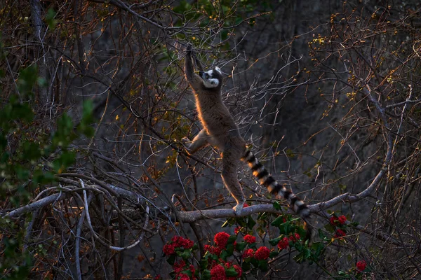 Madagaskarská Divoká Zvěř Opice Lemur Kroužkovým Ocasem Lemur Catta Zeleným — Stock fotografie