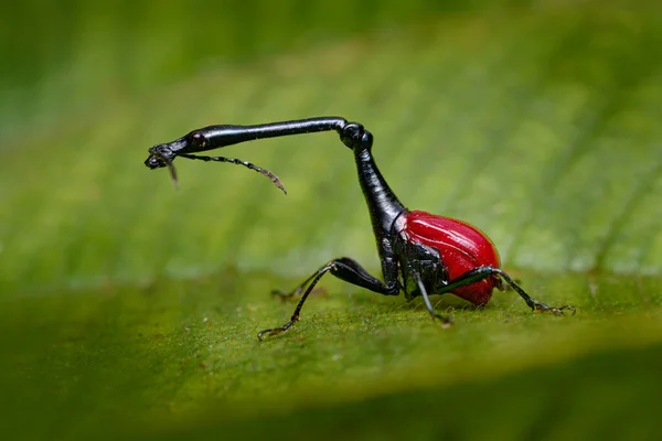 Madagascar Endémica Jirafa Gorgojo Trachelophorus Jirafa Insecto Escarabajo Negro Rojo —  Fotos de Stock