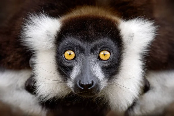 レムール 黄色の目で顔の頭の詳細を閉じます 黒と白のフリードレモン ヴァレシア バリエガータ マダガスカル島に固有の絶滅危惧種 Anasibe Mantadia Npの猿の哺乳動物 — ストック写真