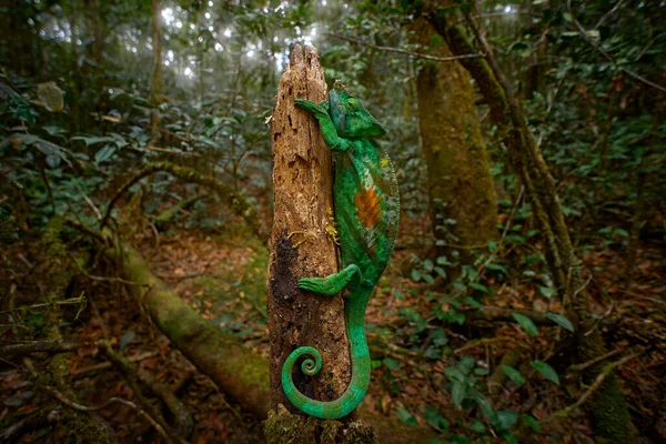 Chameleon Forest Habitat Wide Angle Lens Parson Chameleon Calumma Parsonii — Stock Photo, Image