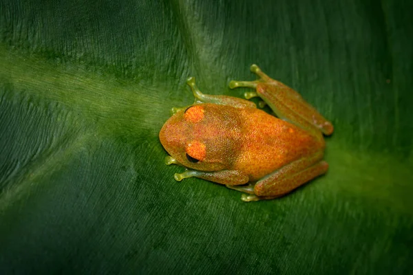 Green Bright Eyed Frog Boophis Viridis Frog Family Mantellidae Endemic — Stock Photo, Image