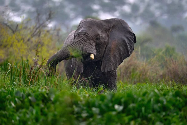 아프리카 내리는 코끼리 빅토리아나 우간다의머치 코끼리 포유류 초목들 입니다 코끼리와 — 스톡 사진