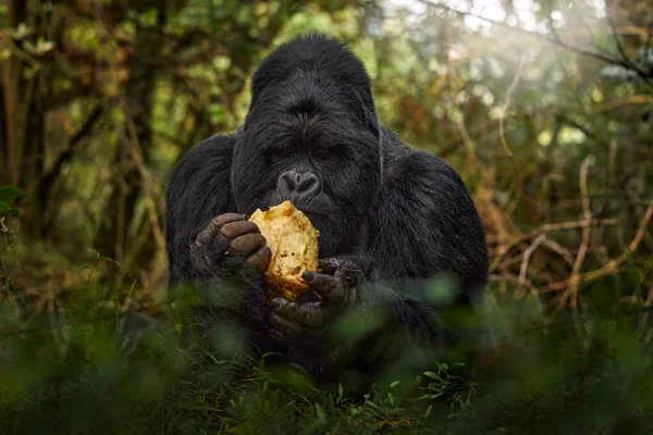 大猩猩 野生动物森林肖像 乌干达山地大猩猩 有食物 细长的头灵长类画像 有着美丽的眼睛 大自然的野生动物场景 山地大猩猩猴猿 Bwindi — 图库照片