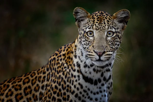 Botswanská Příroda Leopard Panthera Pardus Shortidgei Skrytý Portrét Hlavy Pěkné — Stock fotografie